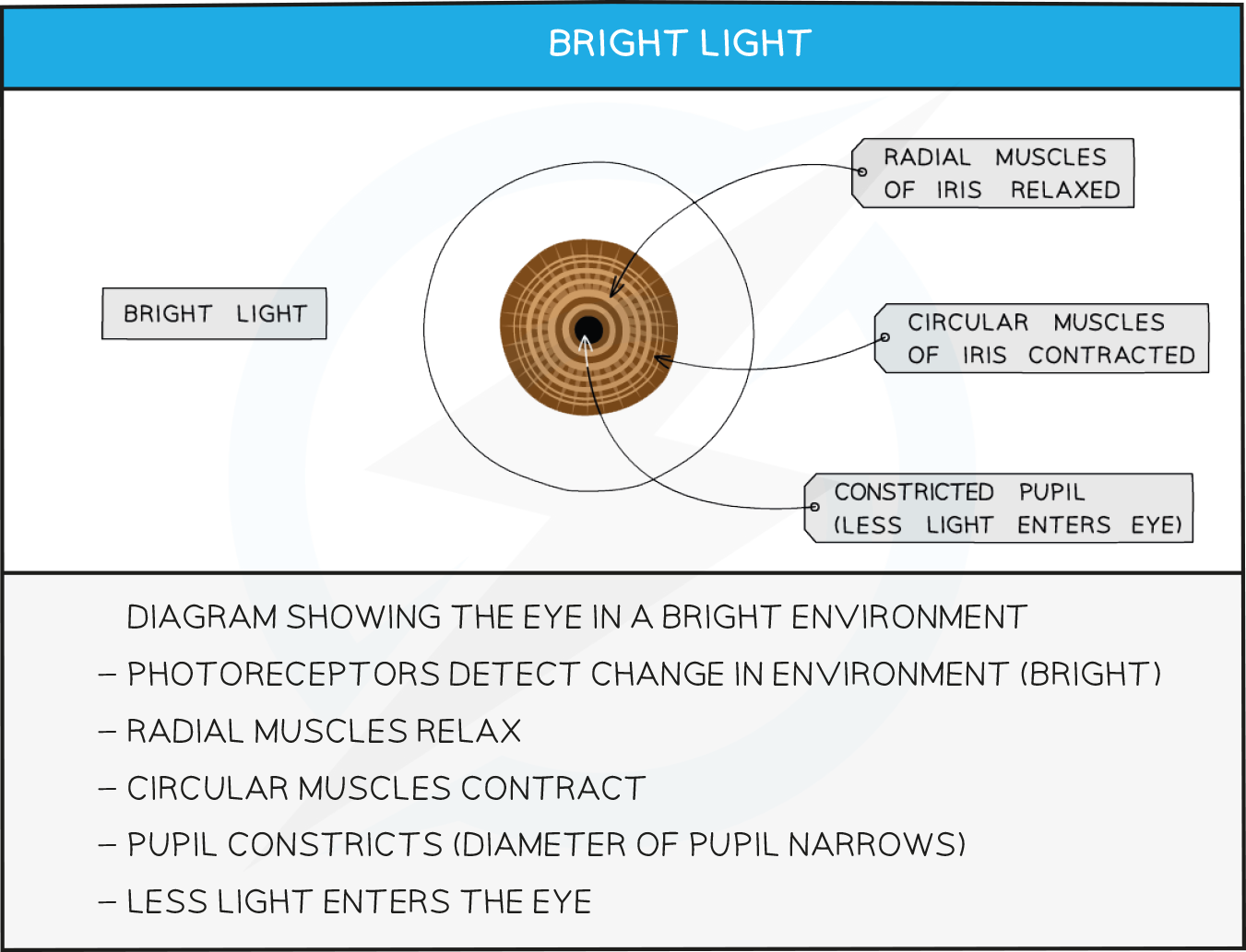 The pupil reflex detail in bright light