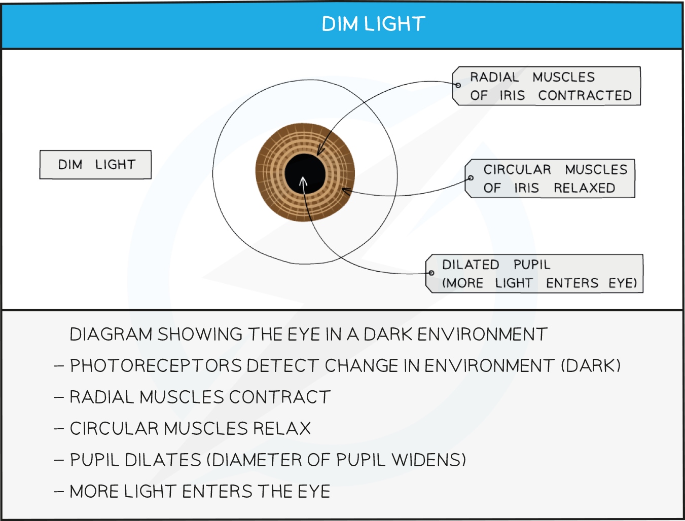 The pupil reflex detail in dim light