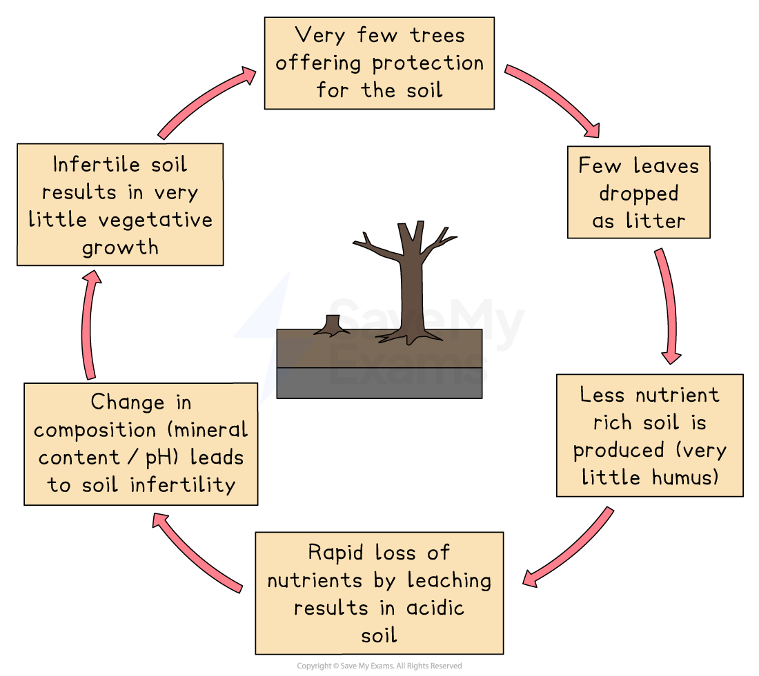 Flowchart illustrating soil degradation: few trees, minimal leaf litter, less nutrient-rich soil, rapid nutrient leaching, soil infertility, reduced growth.