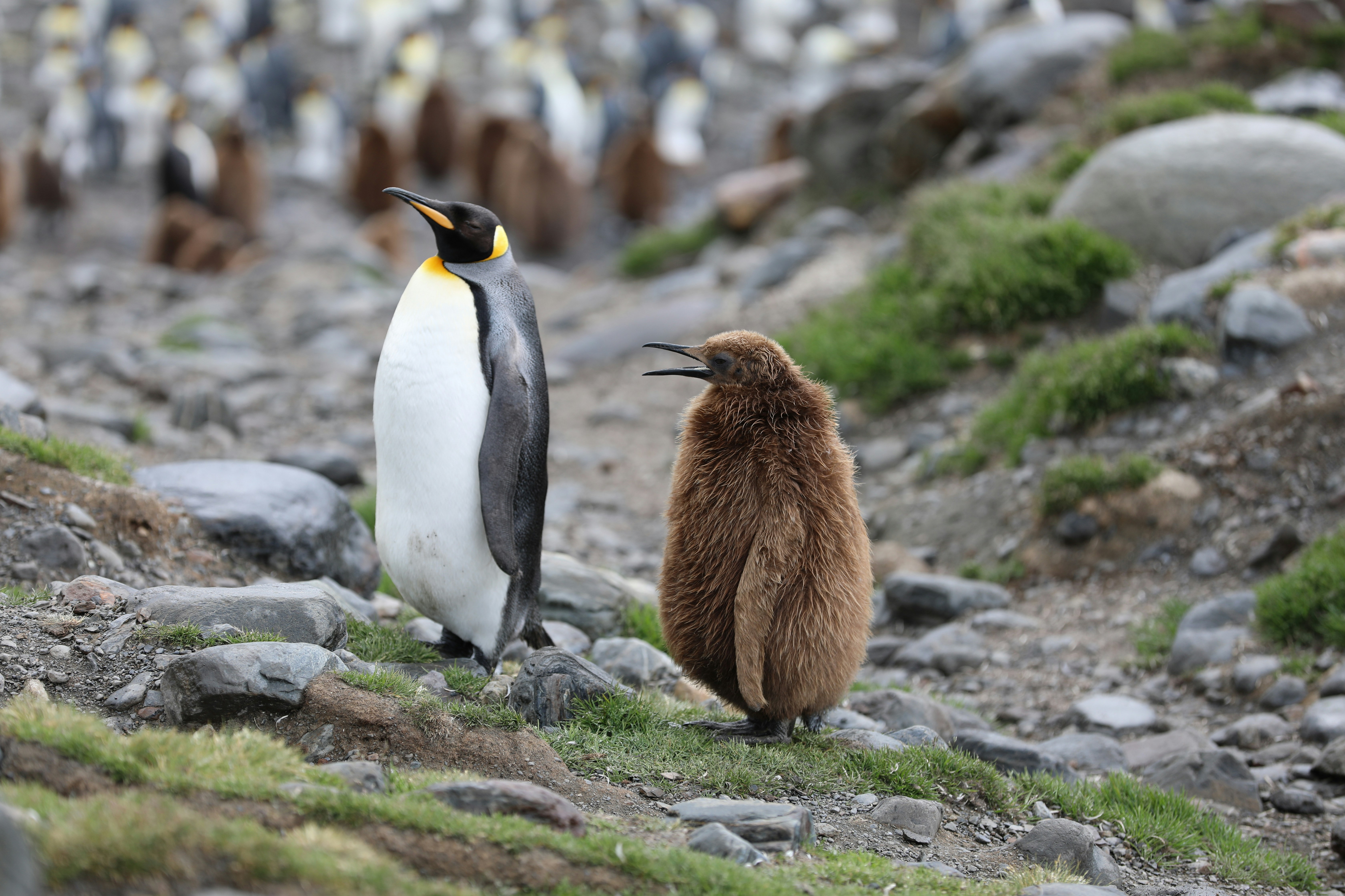 An adult king penguin and a brown fluffy chick stand on rocky ground with blurred penguins in the background.