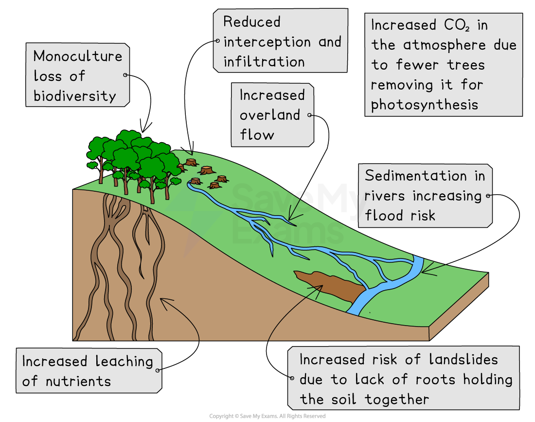 Diagram showing effects of deforestation: biodiversity loss, reduced water absorption, increased CO2, overland flow, sedimentation, landslides, nutrient leaching.