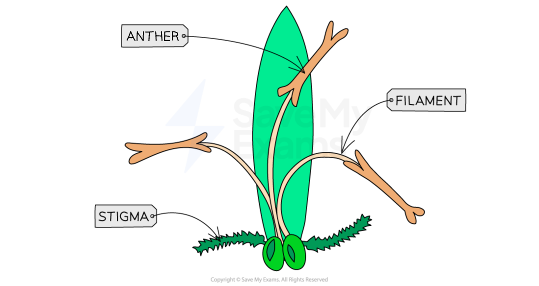 Features of a wind-pollinated flower