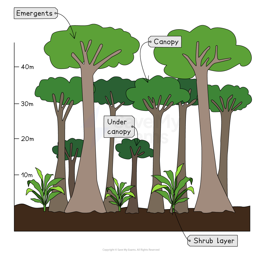 Illustration of a rainforest showing four layers: emergents, canopy, under canopy, and shrub layer, with height markers in metres.