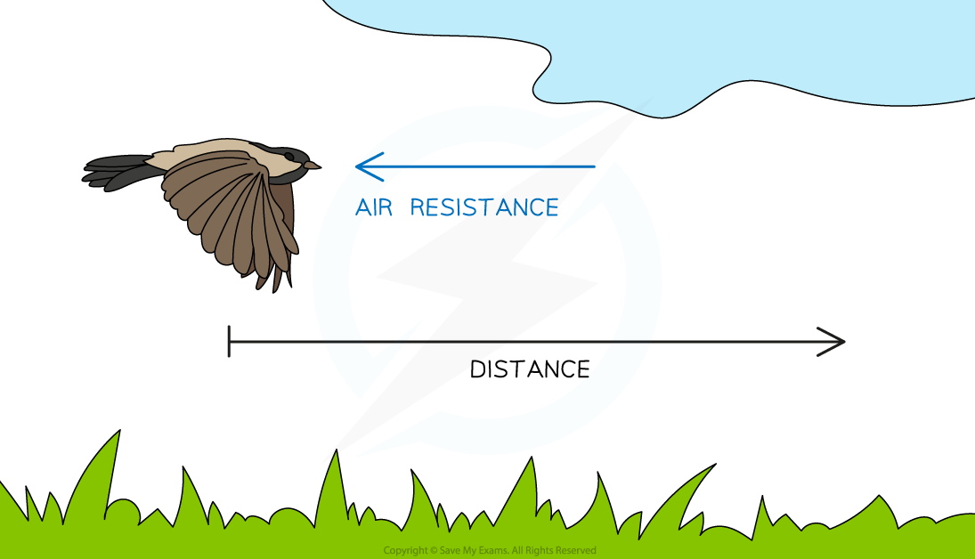 Work Done bird, downloadable IGCSE & GCSE Physics revision notes