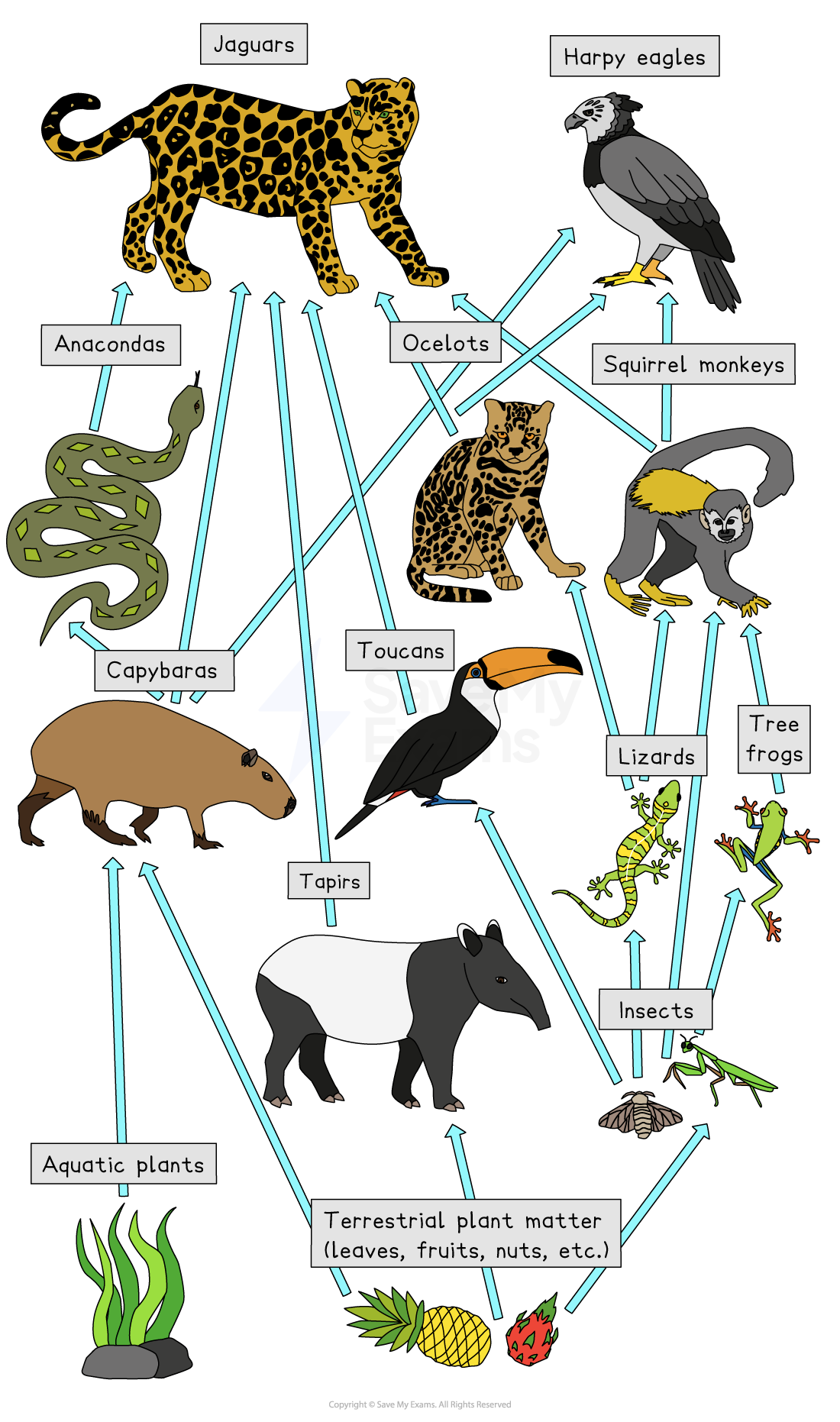 Illustration of a rainforest food web with animals like jaguars, harpy eagles, and capybaras, showing predator-prey relationships with arrows.