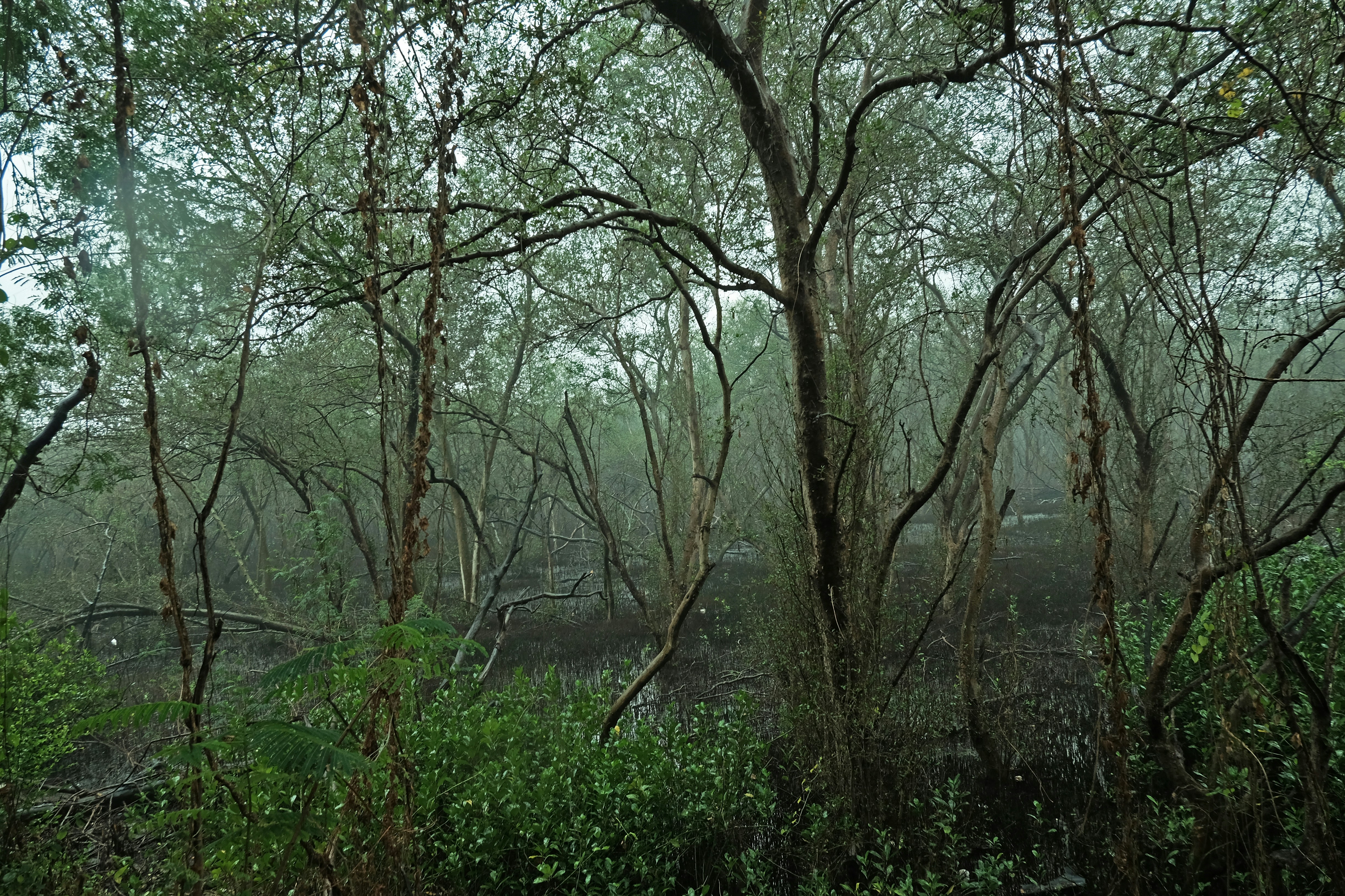 Mangroves