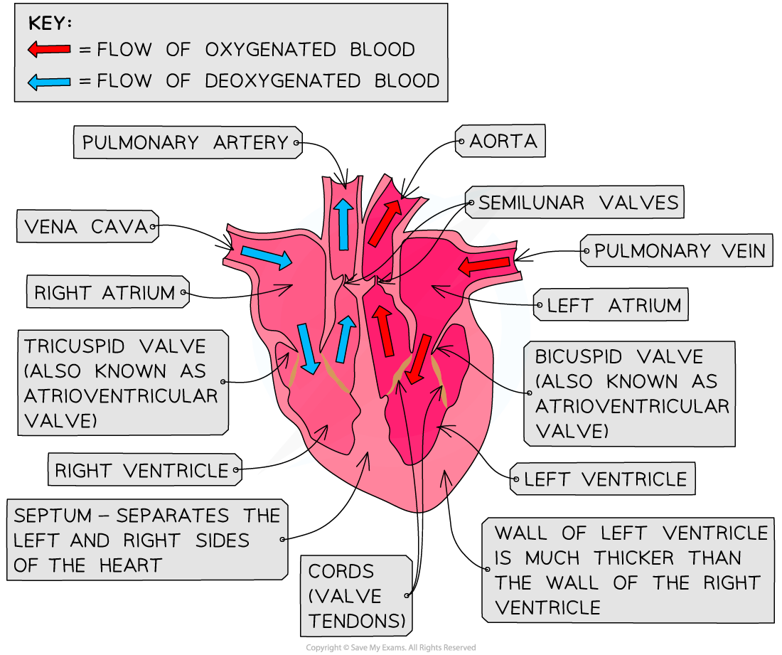 A structurally accurate representation of the heart with arrows showing the direction of blood flow through the different chambers.
