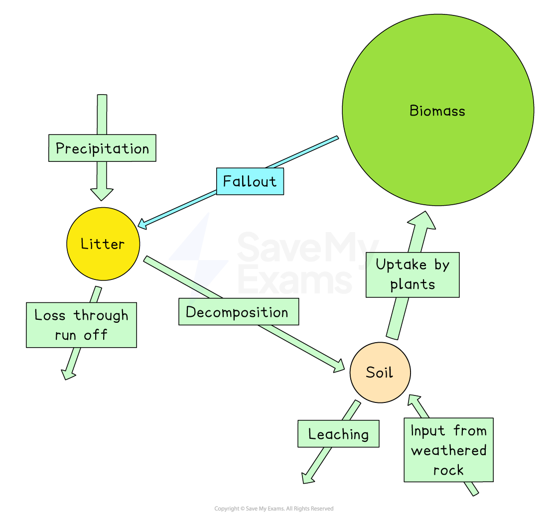 Diagram of nutrient cycling showing biomass, litter, and soil. Arrows indicate processes: precipitation, decomposition, uptake by plants, leaching, and runoff.