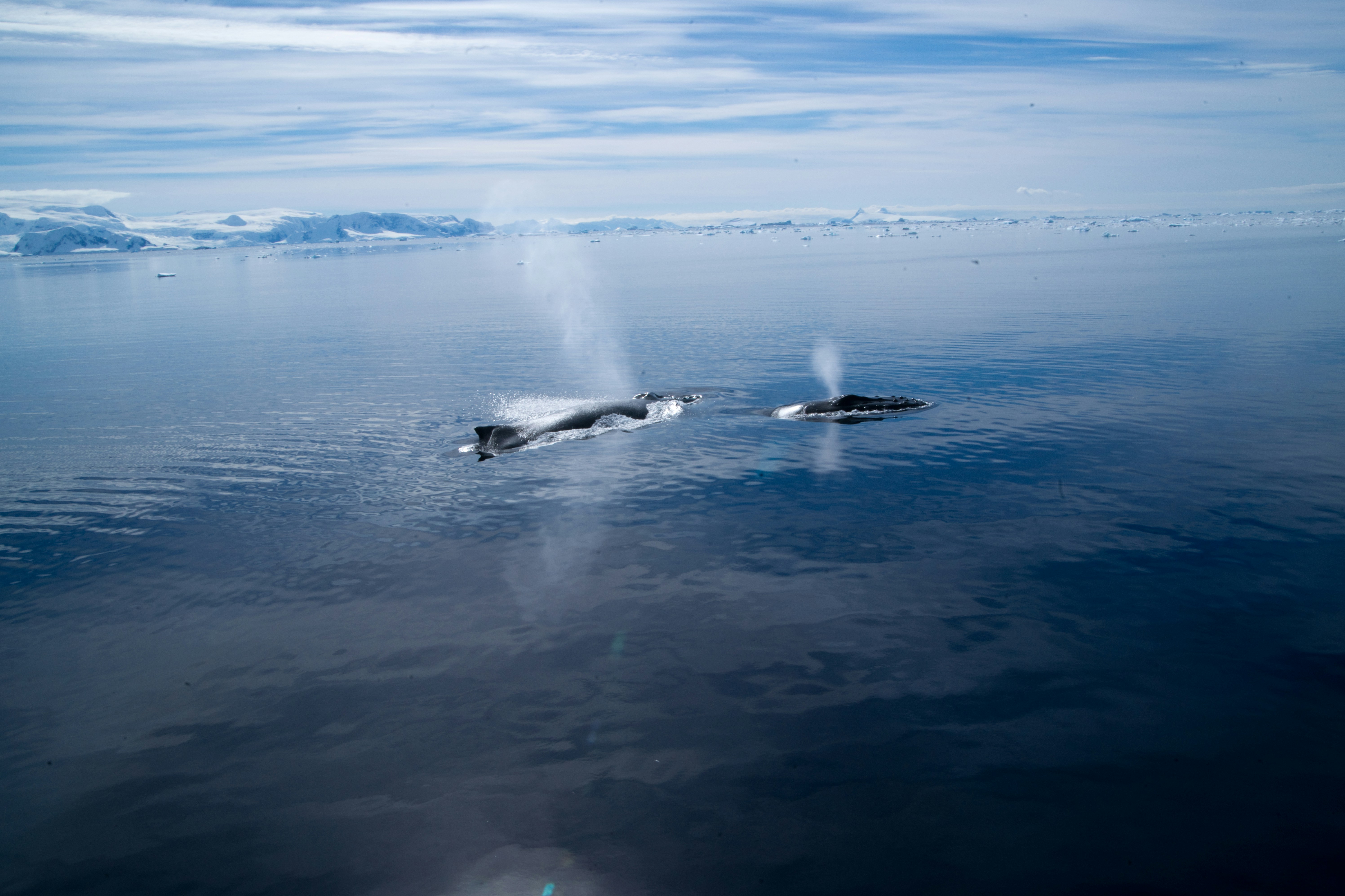Two blue whales spouting in calm Antarctic waters, with snowy mountains and icebergs in the distance under a cloudy sky.
