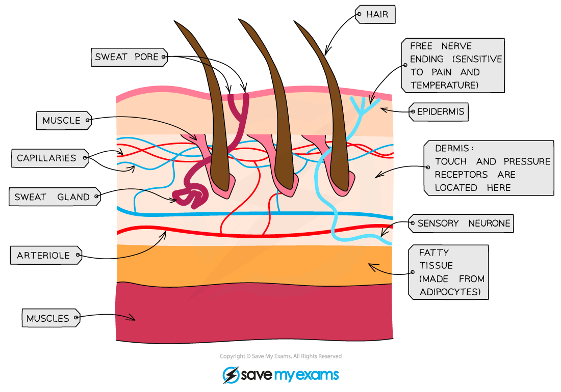 A cross-section of human skin, IGCSE & GCSE Biology revision notes