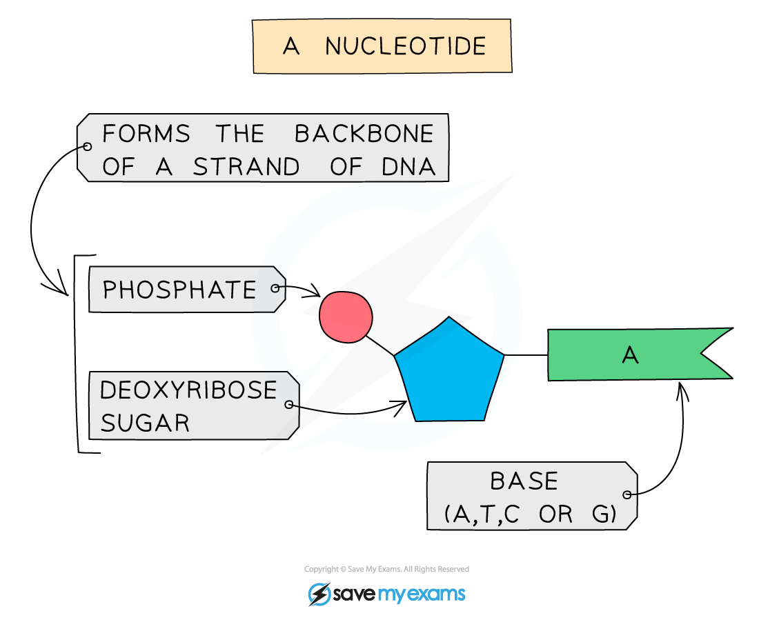 A nucleotide