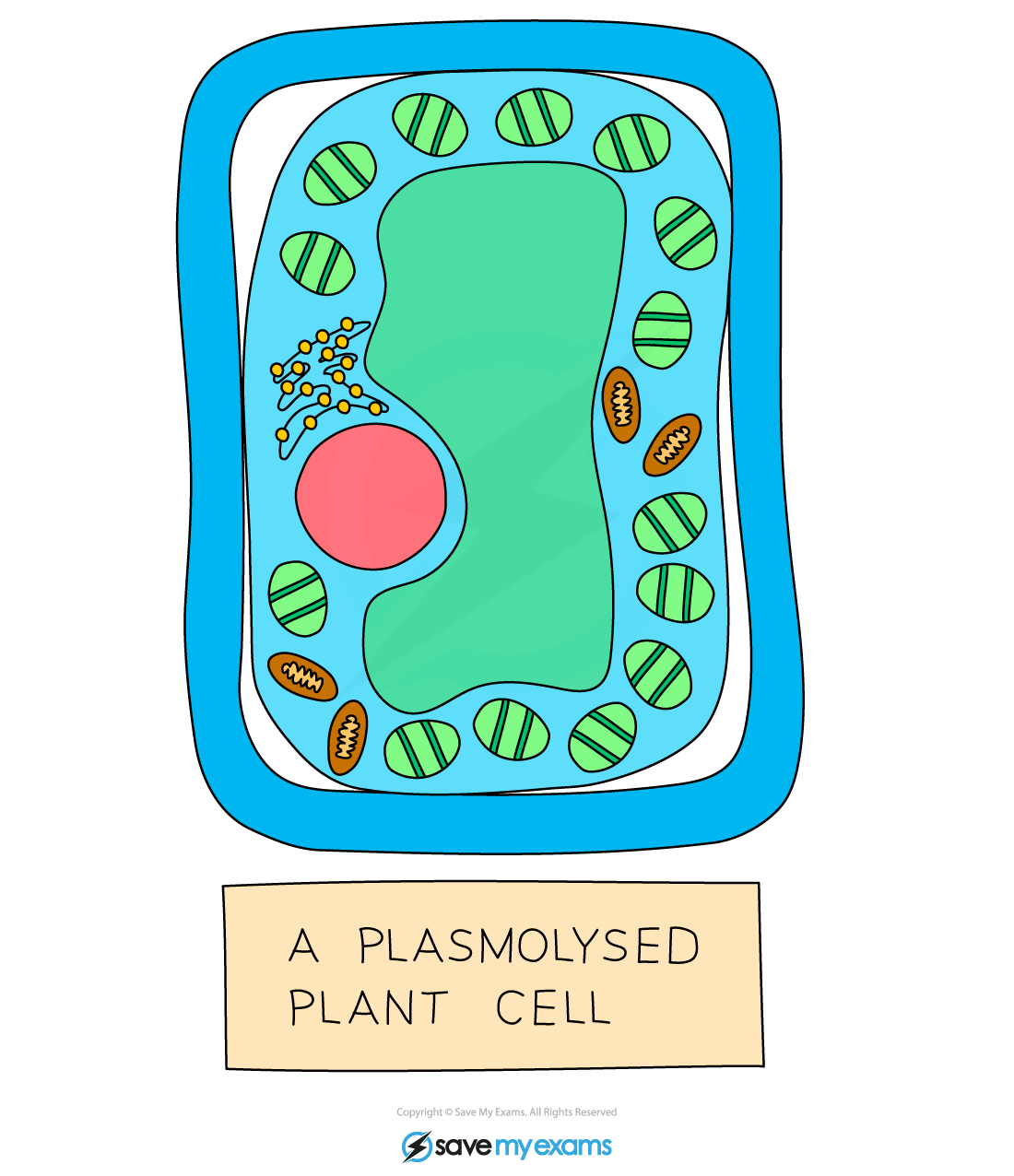 A plasmolysed plant cell