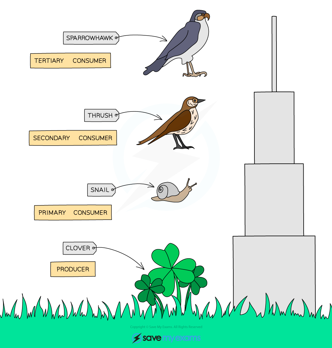A pyramid of biomass
