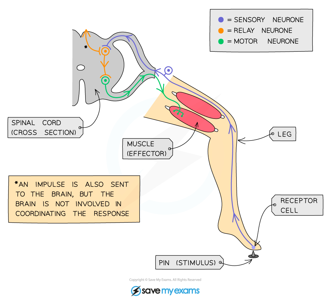 A reflex arc example