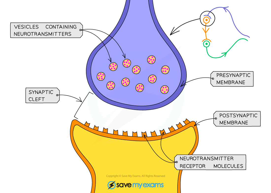 A synapse