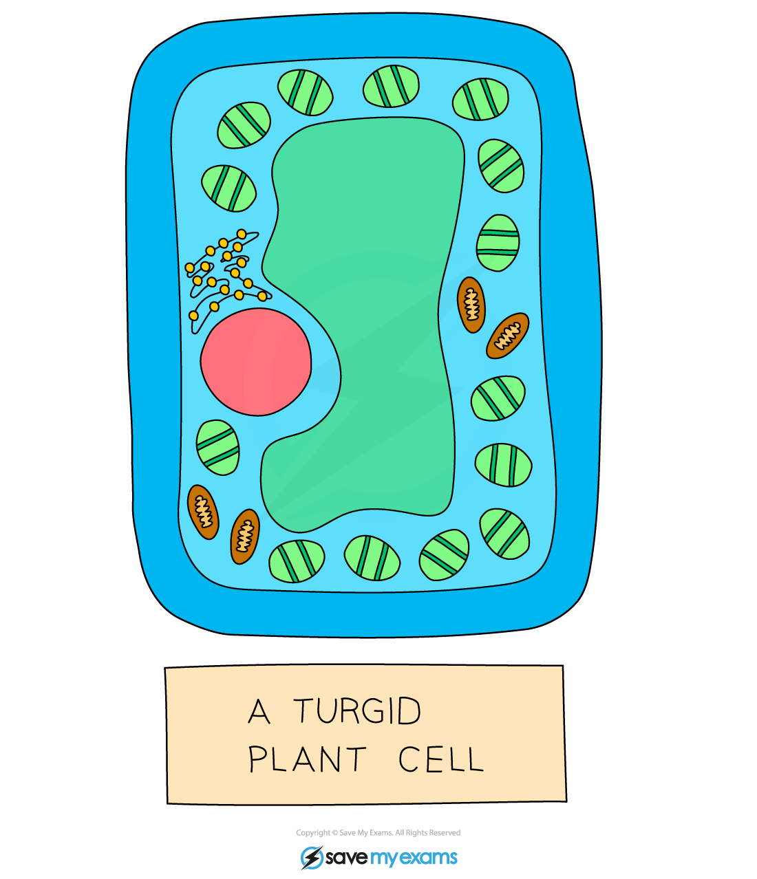 A turgid plant cell,