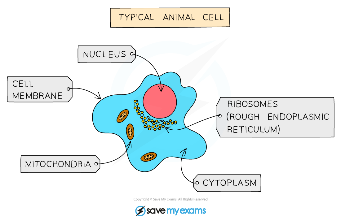 A typical animal cell