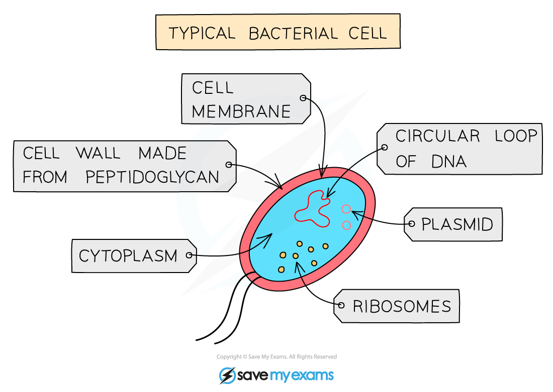 A typical bacterial cell