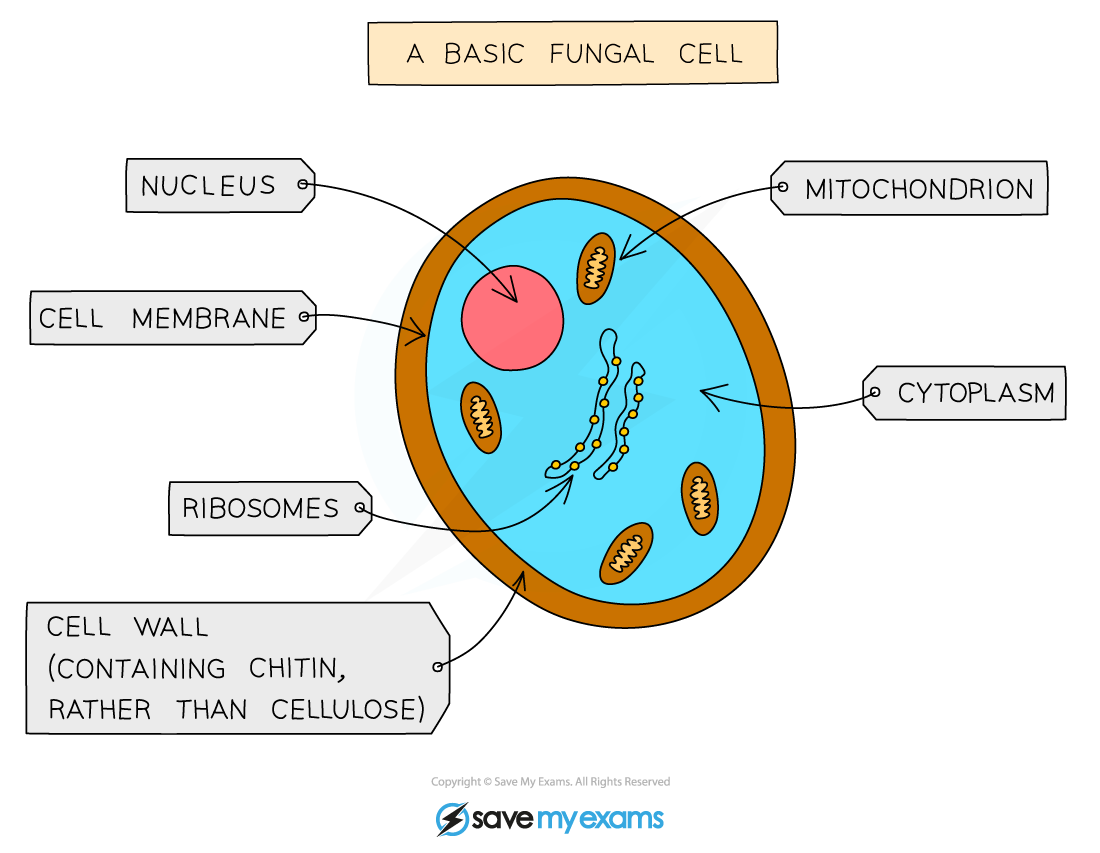 A typical fungal cell