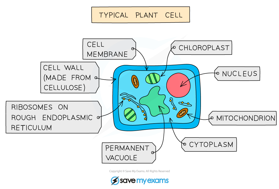 A typical plant cell