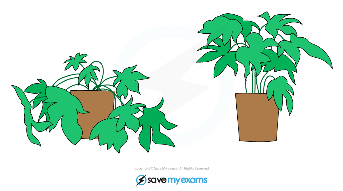 A wilted plant