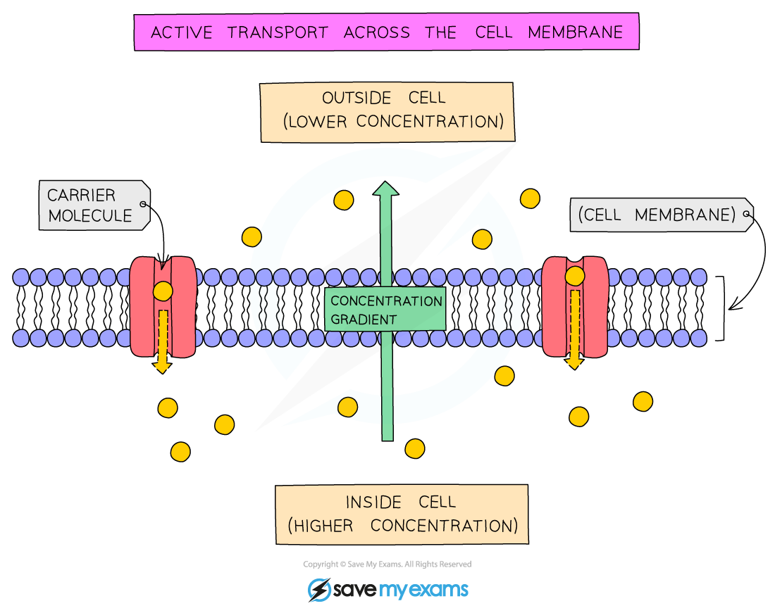 Active transport across the cell membrane