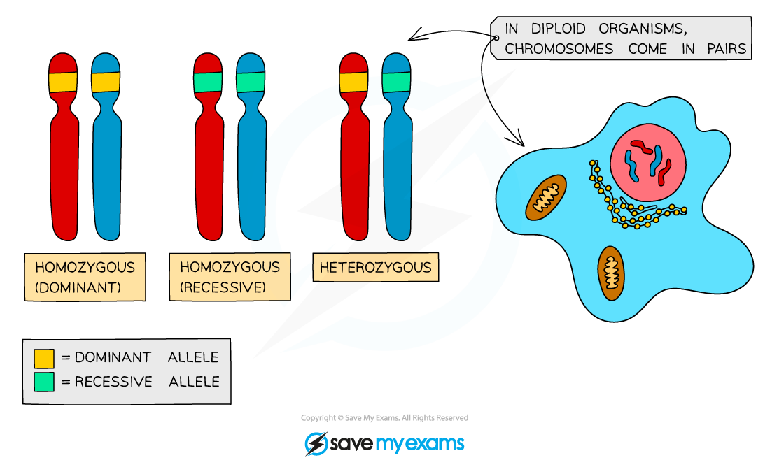 Types of allele combinations that can be inherited