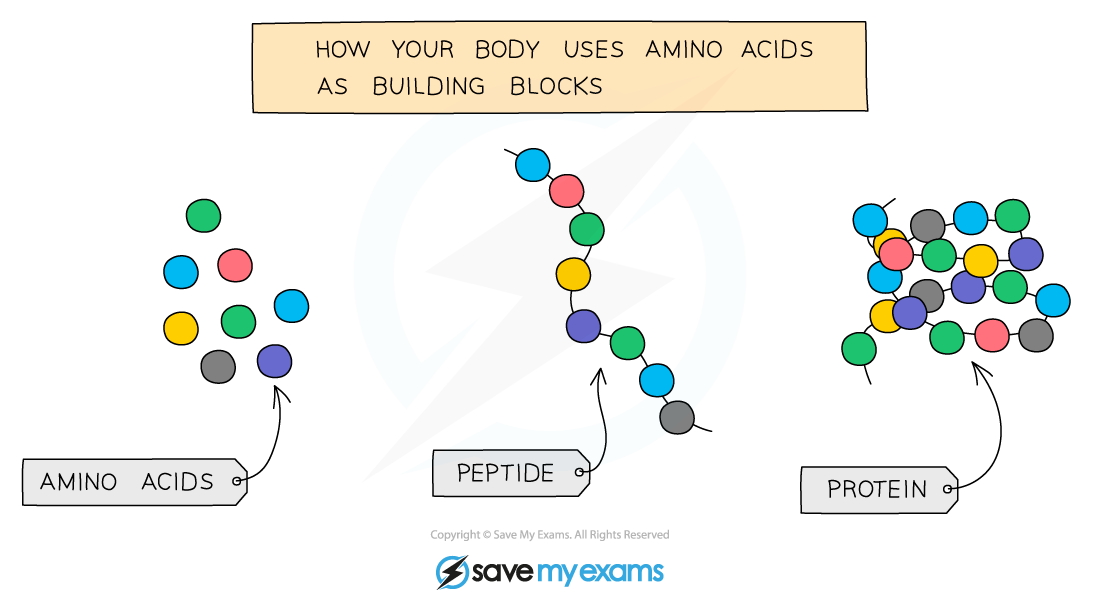 Amino acids join together to form proteins