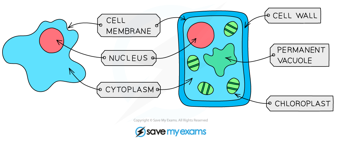 An animal and plant cell as seen under a light microscope