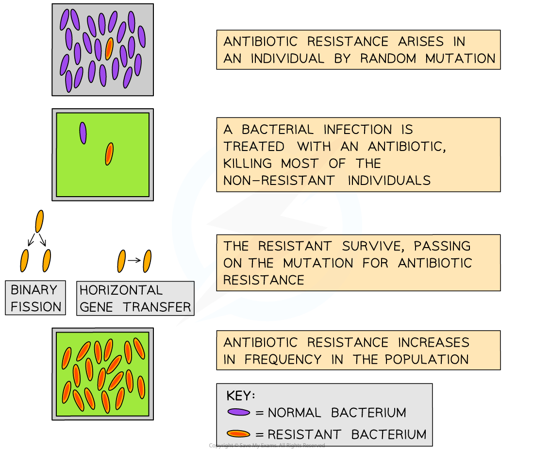 Antibiotic resistance