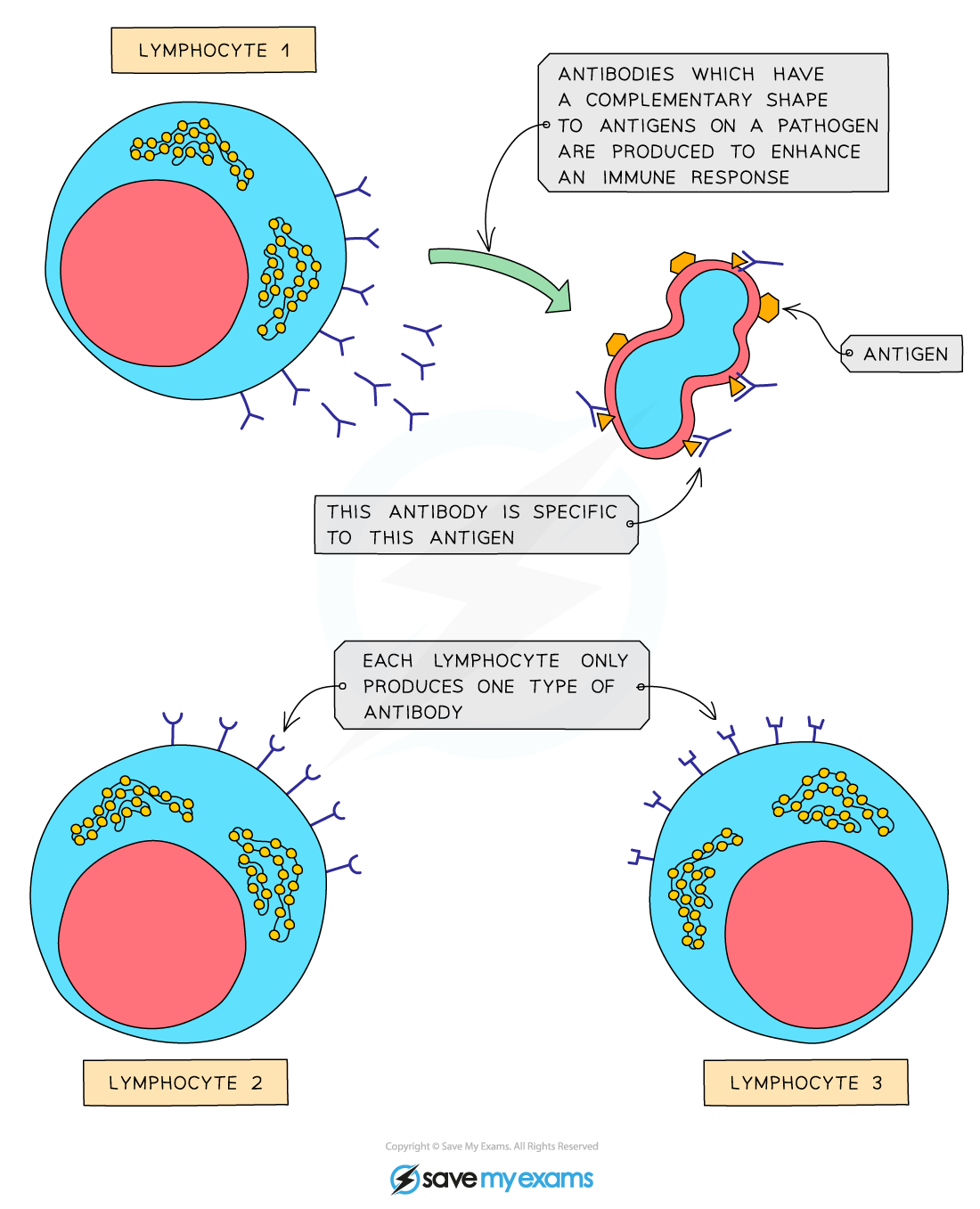 Antigens and antibodies