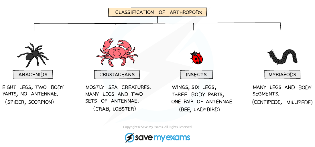 Arthropod Classification
