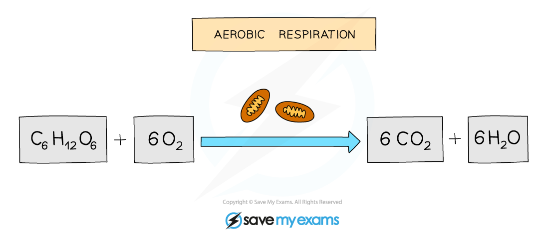 Balanced equation for aerobic respiration