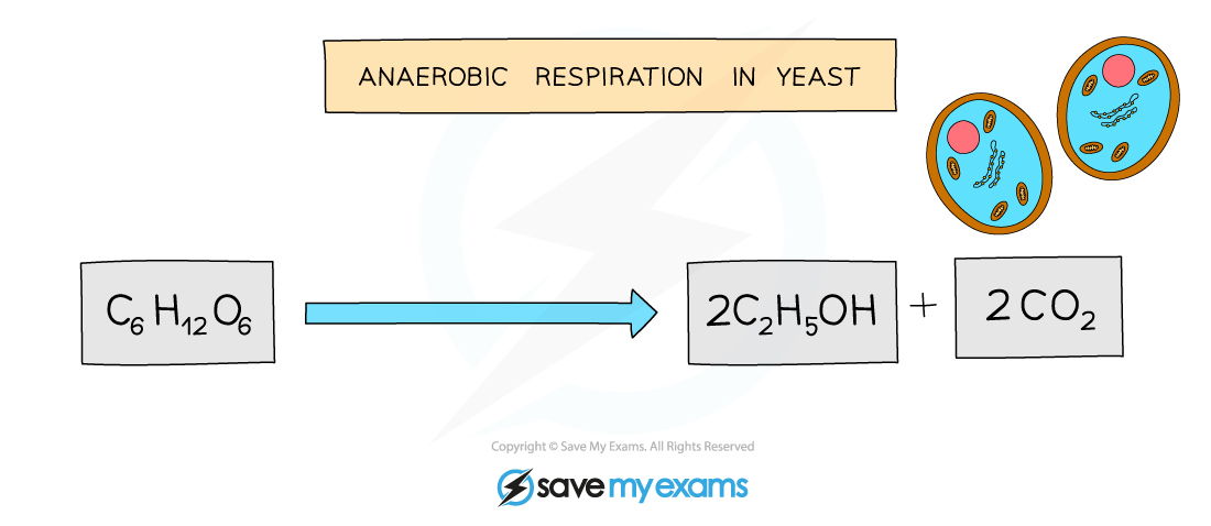 Balanced equation for anaerobic respiration in yeast