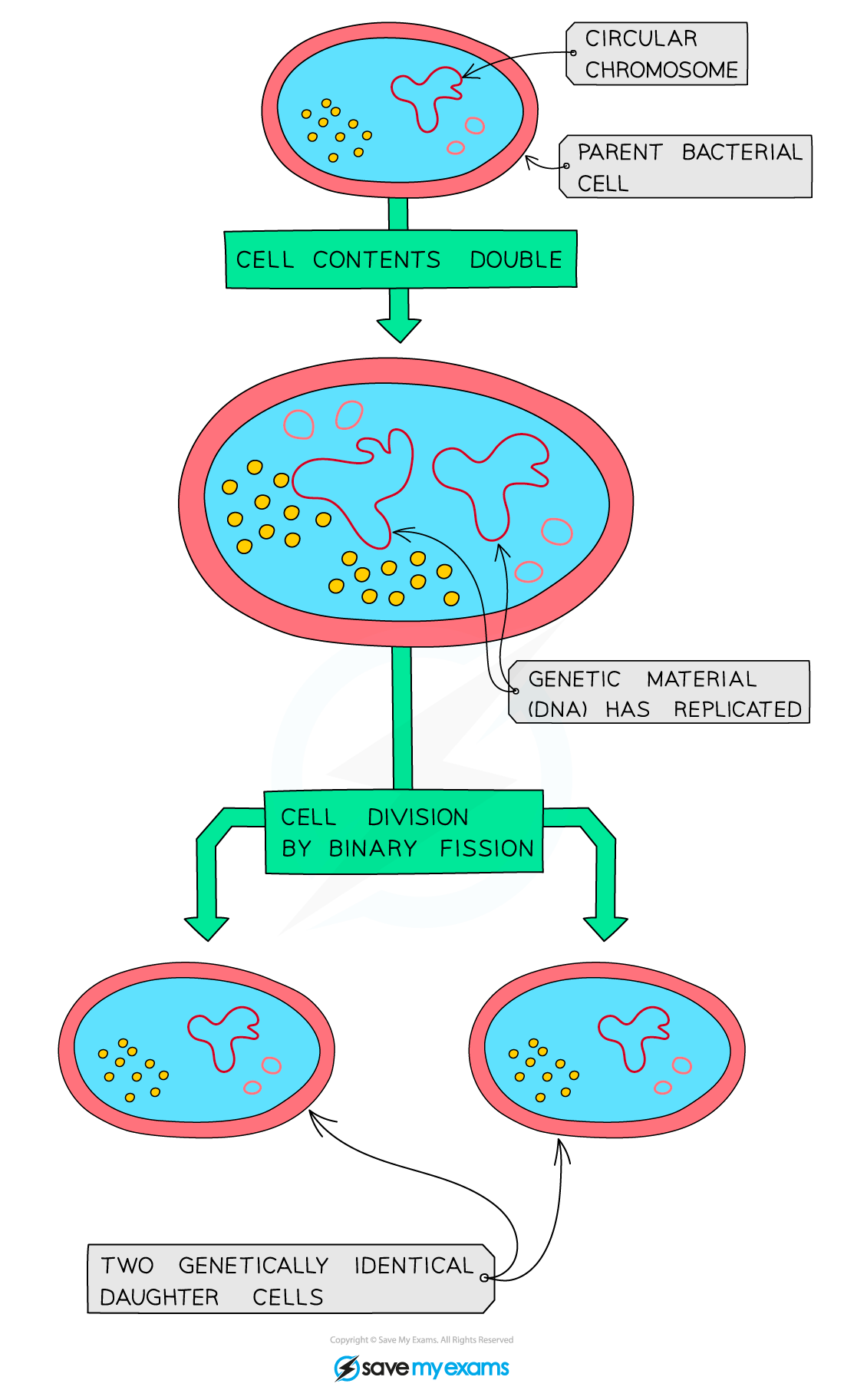 Binary fission in bacteria
