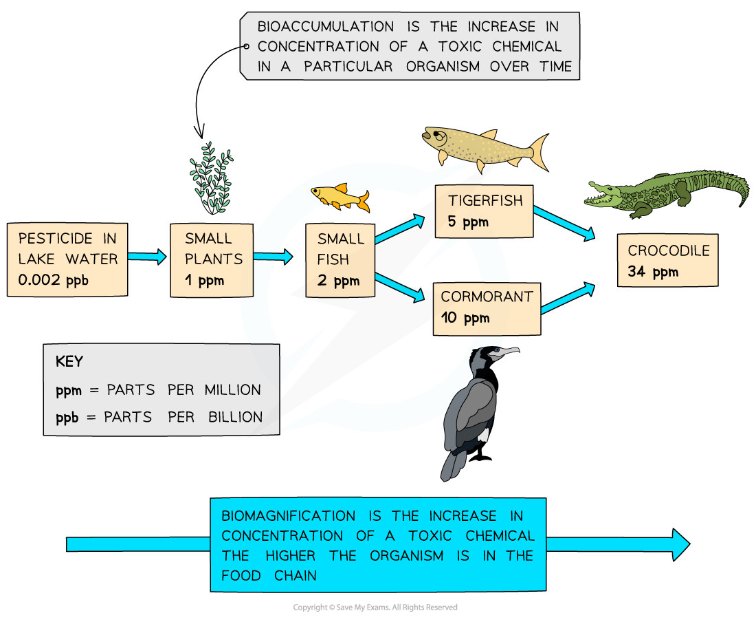 Bioaccumulation and biomagnification of a pesticide