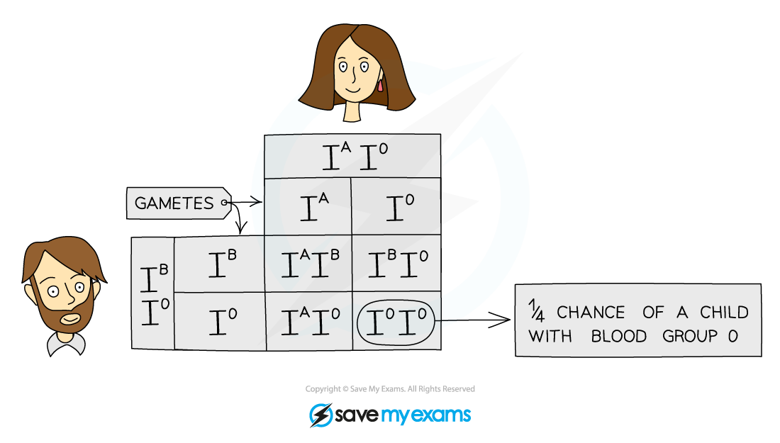 Blood group inheritance