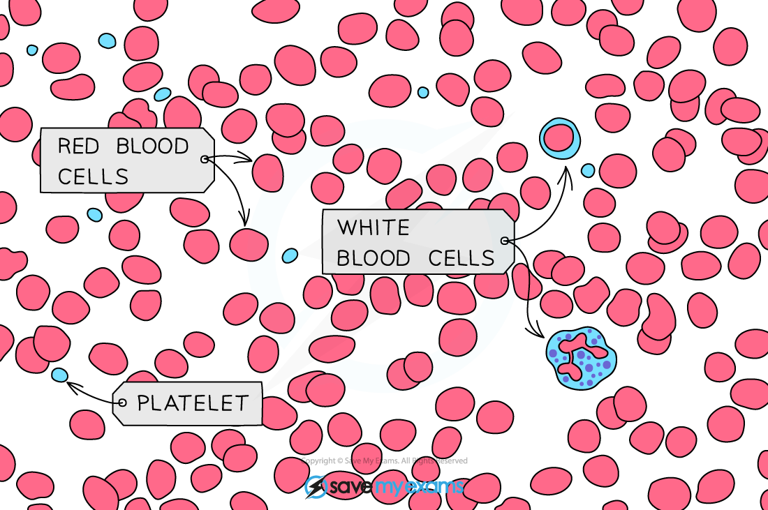 Blood micrograph