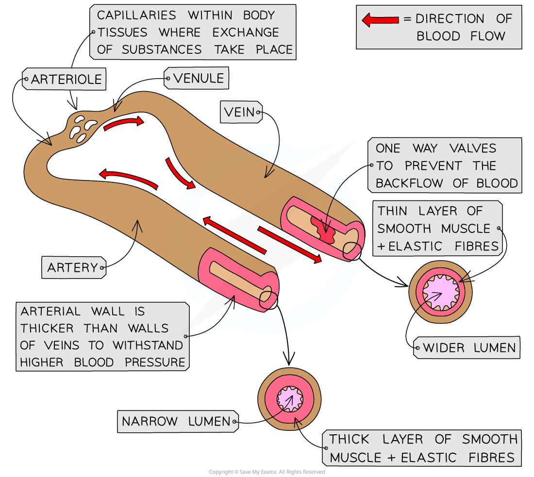 Blood vessels of the circulatory system