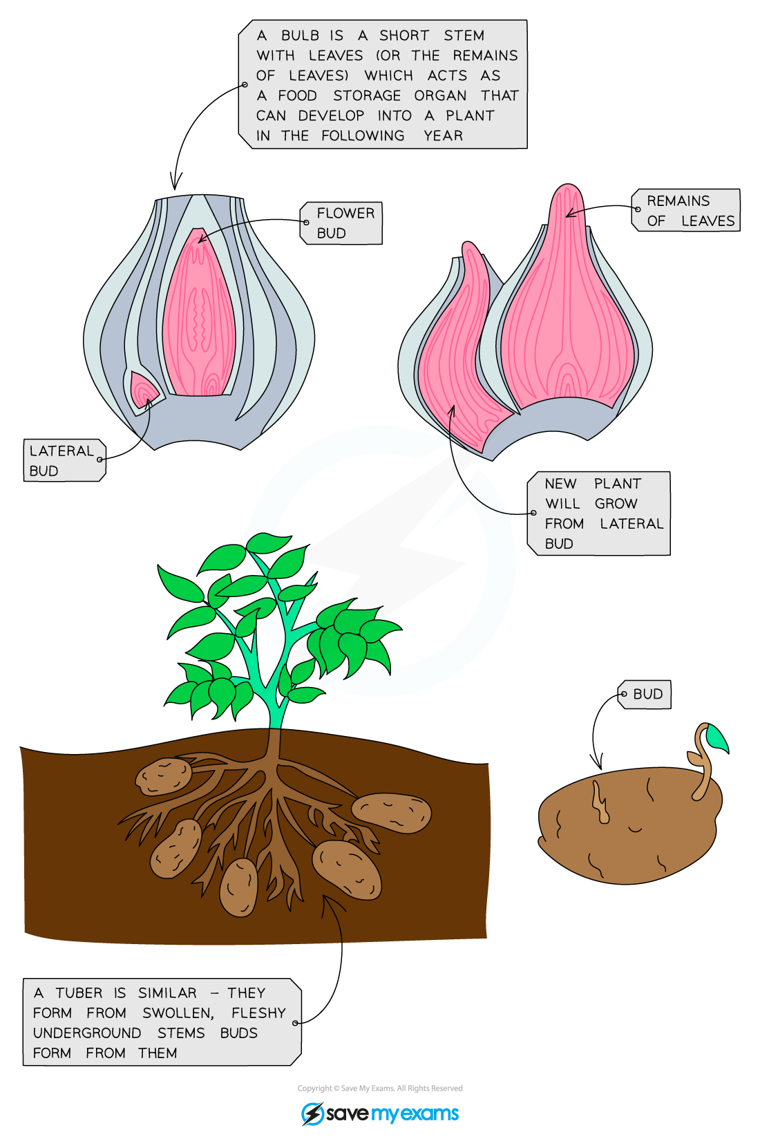 Bulbs and tubers