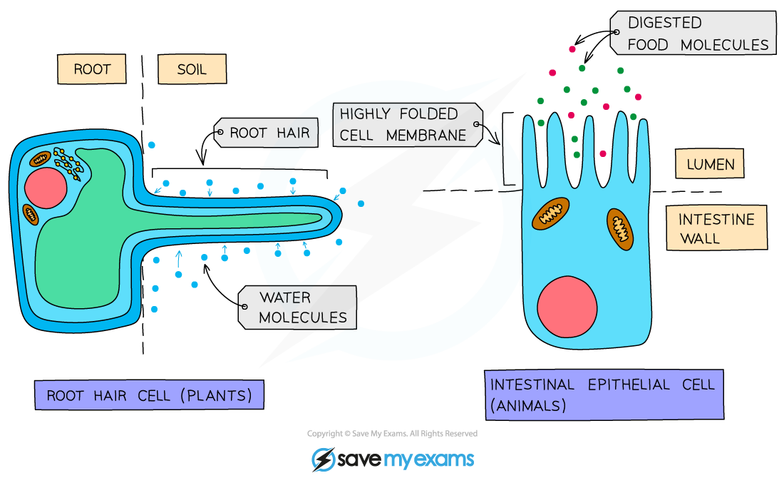 Cell Adaptations for Diffusion