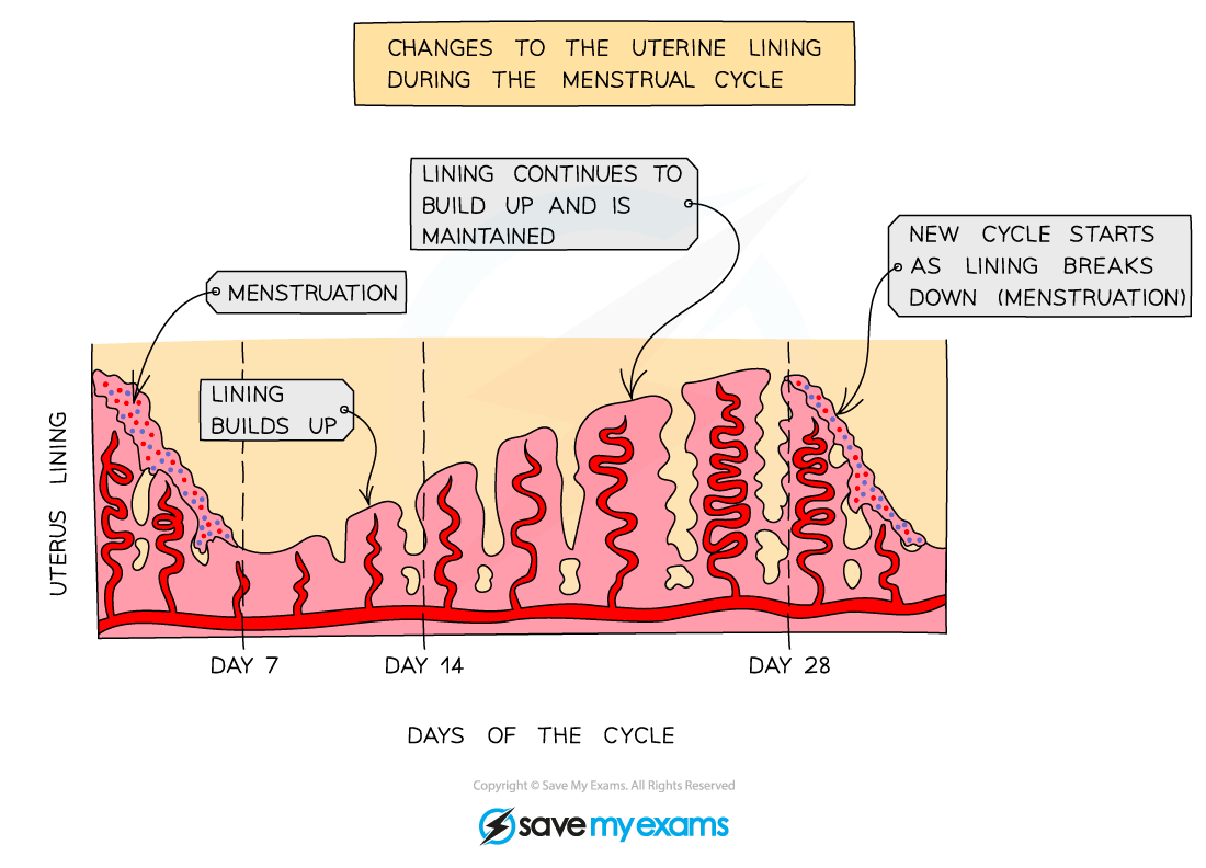 Changes in the lining of the uterus during the menstrual cycle