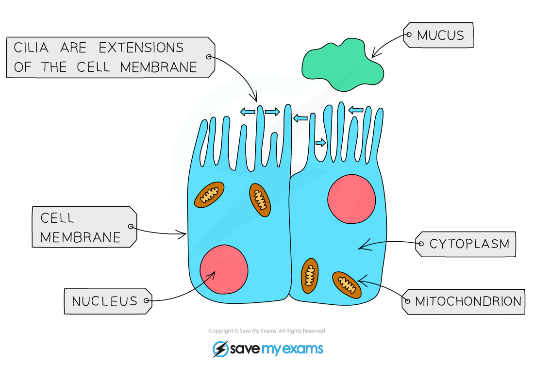 Ciliated Cells