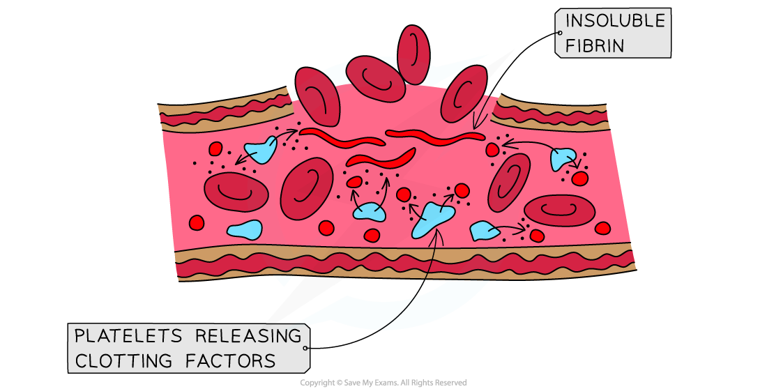 Clotting factors and blood clot formation 2