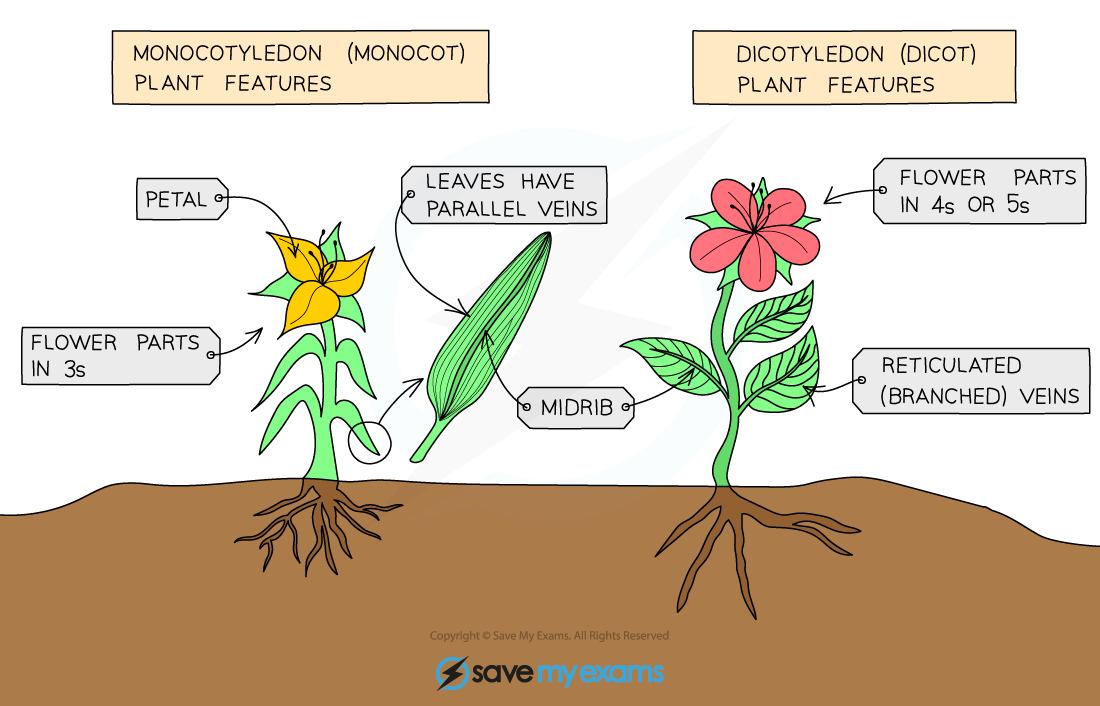 Comparing monocots and dicots