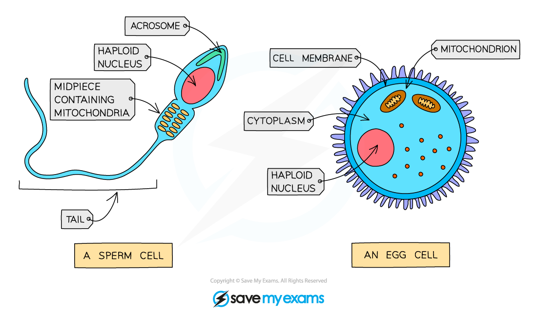 Comparing sperm and egg cells 