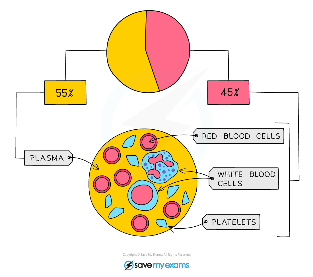 Composition of human blood