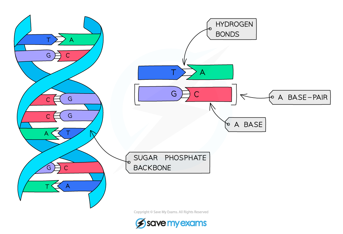 DNA base pairs