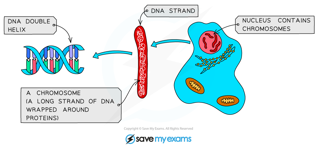 DNA, chromosomes and the nucleus