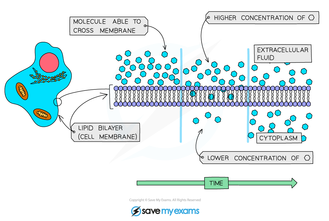 Diffusion across the cell membrane